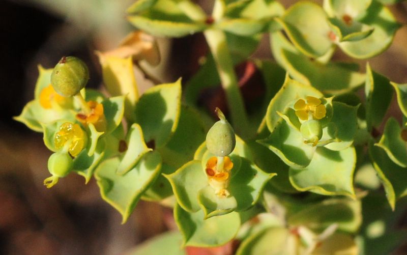 Euphorbia pithyusa subsp. pithyusa / Euforbia delle Baleari